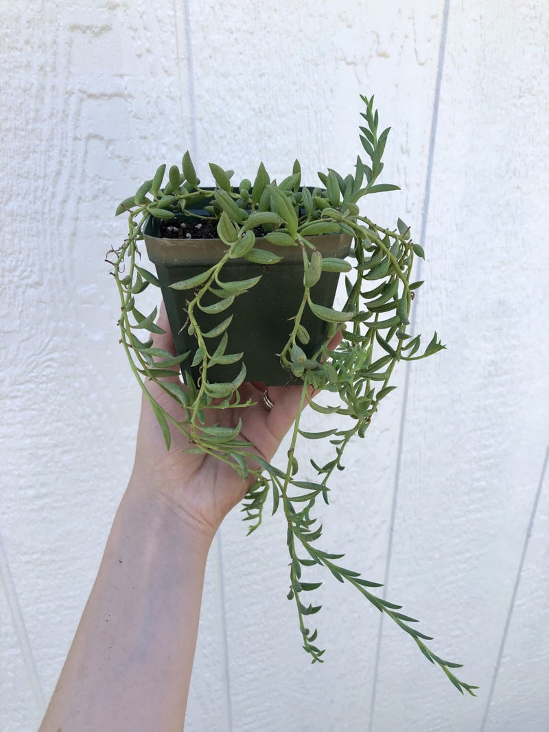 Senecio radicans "String of Bananas" Succulent - 2.5"