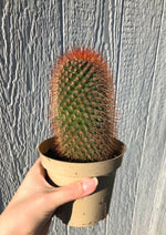 Mammillaria spinosissima - Spiny Pinchusion Cactus - 4" Potted