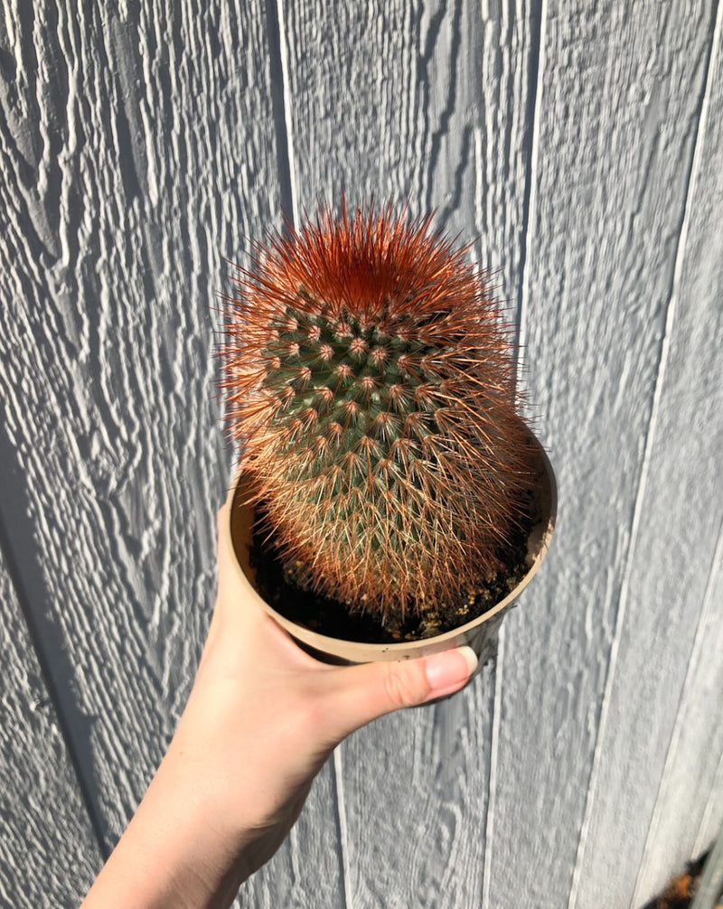 Mammillaria spinosissima - Spiny Pinchusion Cactus - 4" Potted