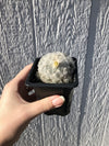 Feather Cactus - mammillaria plumosa - 2.5" Potted