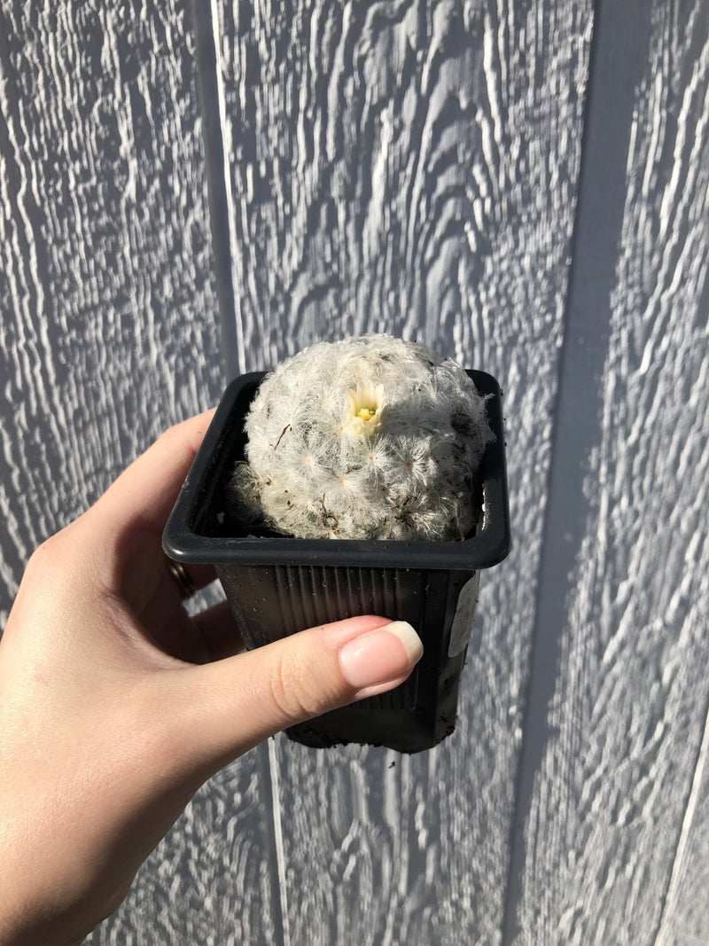 Feather Cactus - mammillaria plumosa - 2.5" Potted