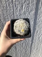 Feather Cactus - mammillaria plumosa - 2.5" Potted