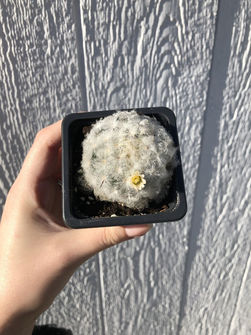 Feather Cactus - mammillaria plumosa - 2.5" Potted