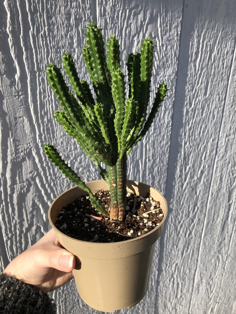 Indian Corn Cob - Euphorbia mammillaris - 4" Potted