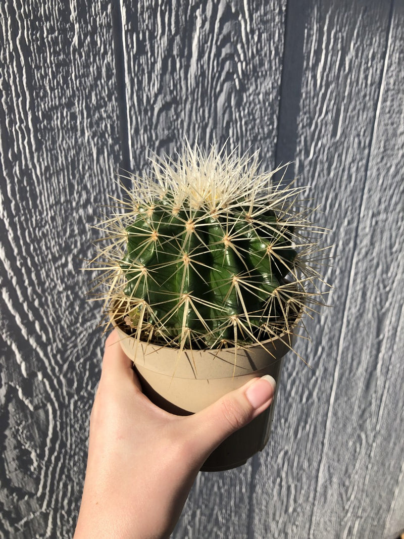 Golden Barrel Cactus - 4" Potted