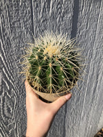 Golden Barrel Cactus - 4" Potted
