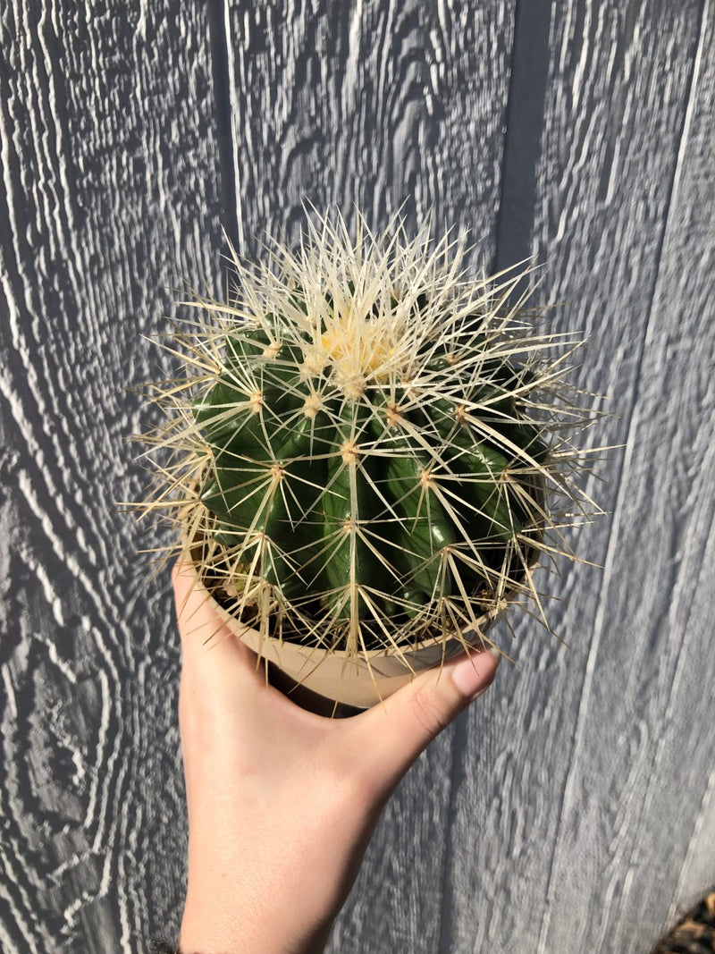 Golden Barrel Cactus - 4" Potted