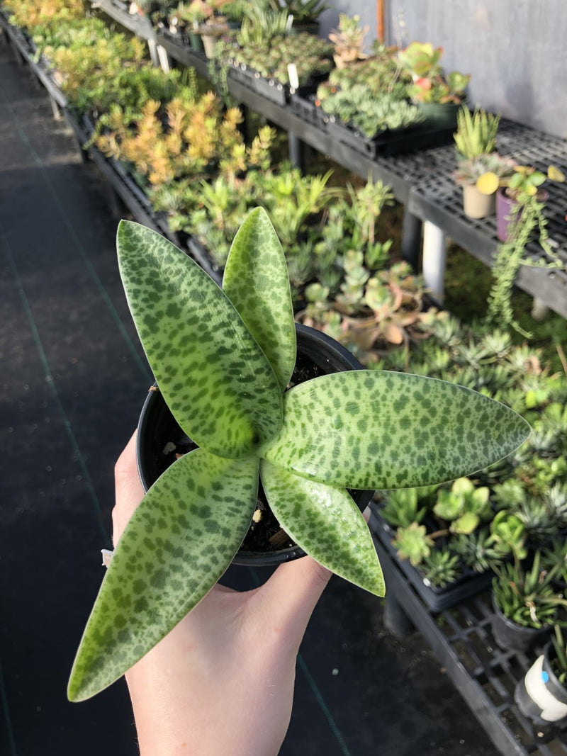 Silver Squill - Ledebouria socialis - 3.5" Potted