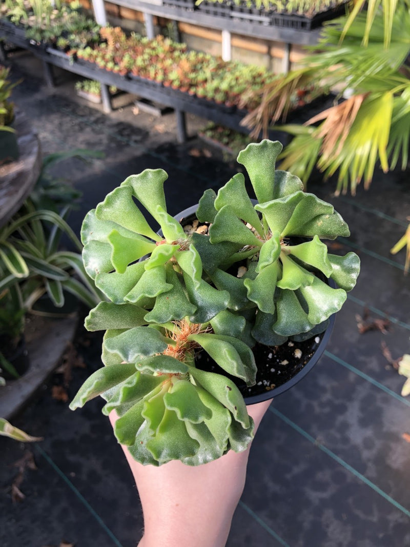 Crinkle Leaf Plant - Adromischus cristatus - 2.5" Potted