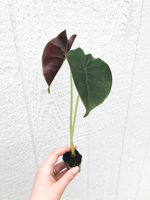 Alocasia 'Golden Bone'