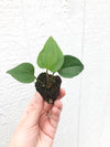 Anthurium podophyllum - Starter Plant