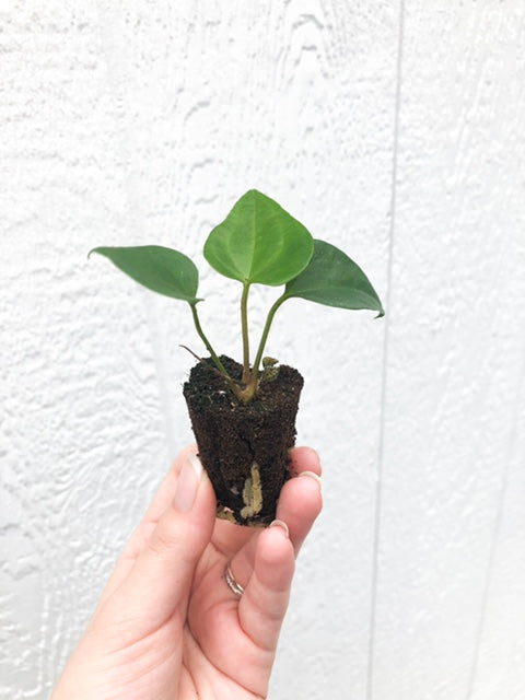 Anthurium podophyllum - Starter Plant