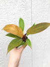 Philodendron 'Prince of Orange' - Starter Plant