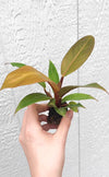 Philodendron 'Prince of Orange' - Starter Plant