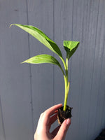 1  Musa 'Siam Ruby' - Starter Plant (ALL STARTER PLANTS require you to purchase 2 plants!)