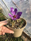 Saffron Crocus Bulbs - Crocus Sativus -Buy 4 Get 1 Free - Non GMO - Free Shipping!